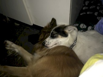 German shepherd Husky x pup