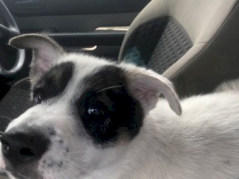 German shepherd Husky x pup