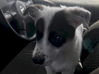 German shepherd Husky x pup