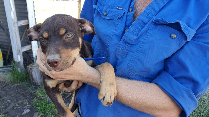 3 Kelpie Pups 