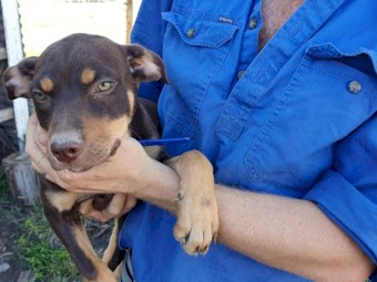 3 Kelpie Pups 