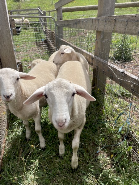 Rams Witipol  x Great Australian White 