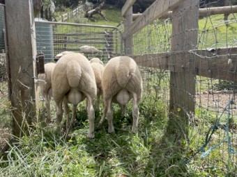 Rams Witipol  x Great Australian White 