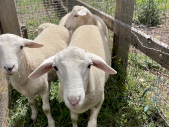 Rams Witipol  x Great Australian White 