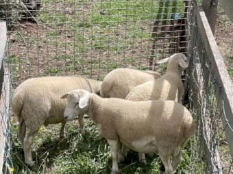 Rams Witipol  x Great Australian White 