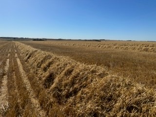 Barley Straw 500kg (22/23 season). Feedtest in photos