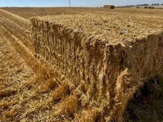 Barley Straw 500kg (22/23 season). Feedtest in photos