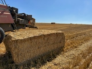 Barley Straw 500kg (22/23 season). Feedtest in photos