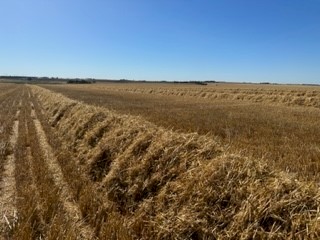 Barley Straw 500kg (22/23 season). Feedtest in photos