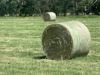 Clover rye round bales 