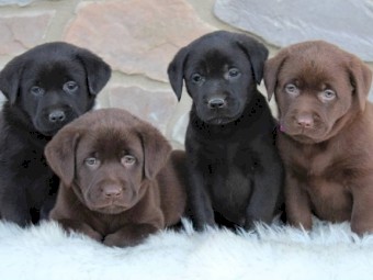 Reg black & chocolate Labrador retriever puppies
