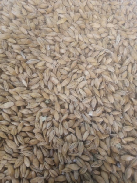 100mt BAR1 Barley