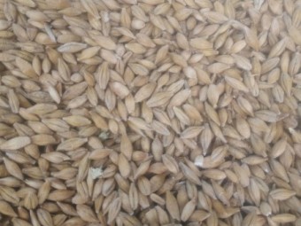 100mt BAR1 Barley