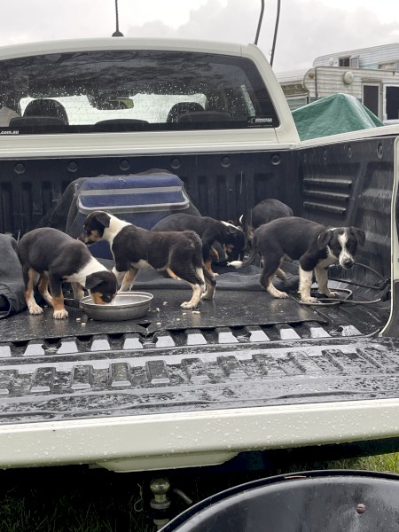 Puppies Tri Colour Border Collie by $10,000.00 Natel Bungy