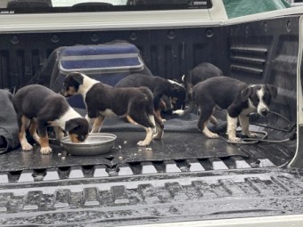 Puppies Tri Colour Border Collie by $10,000.00 Natel Bungy