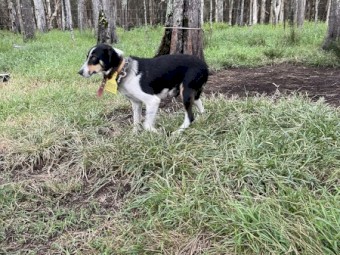 Puppies Tri Colour Border Collie by $10,000.00 Natel Bungy
