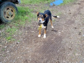 Puppies Tri Colour Border Collie by $10,000.00 Natel Bungy