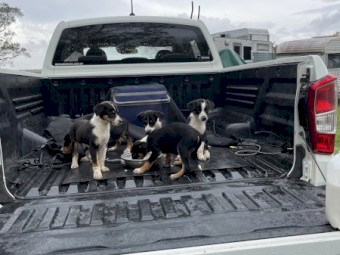 Puppies Tri Colour Border Collie by $10,000.00 Natel Bungy