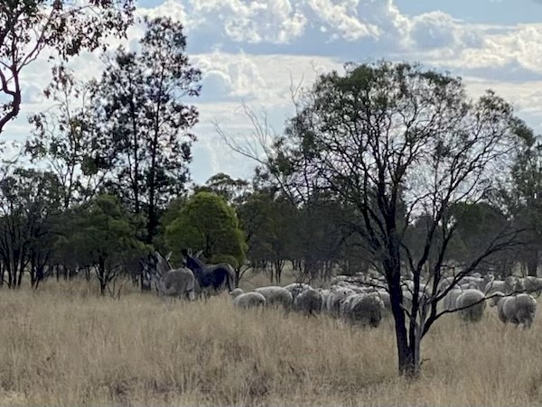 Guardian Donkeys for sheep and Cattle 