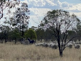 Guardian Donkeys for sheep and Cattle 