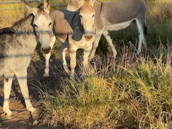 Guardian Donkeys for sheep and Cattle 