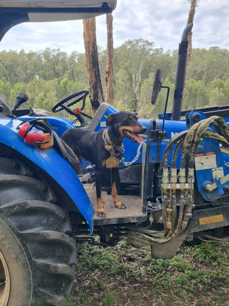 Black and Tan Young Kelpie Bitch