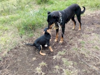 Black and Tan Young Kelpie Bitch