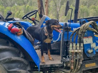 Black and Tan Young Kelpie Bitch