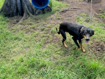 Black and Tan Young Kelpie Bitch