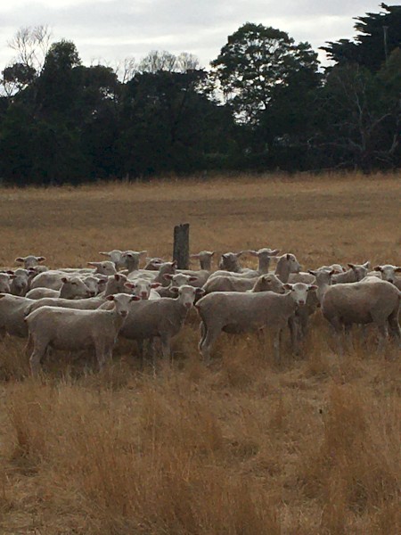 360 shorn mixed sex second cross lambs