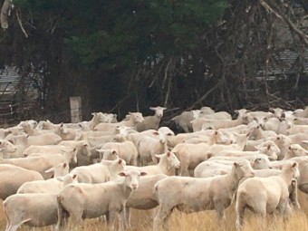 360 shorn mixed sex second cross lambs