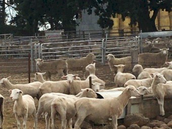 360 shorn mixed sex second cross lambs