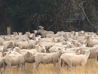 360 shorn mixed sex second cross lambs
