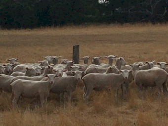 360 shorn mixed sex second cross lambs
