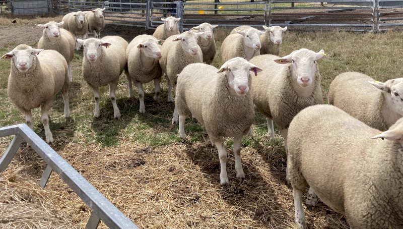 White Suffolk Rams 