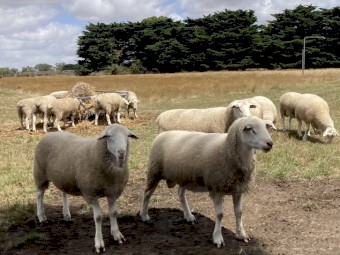 White Suffolk Rams 