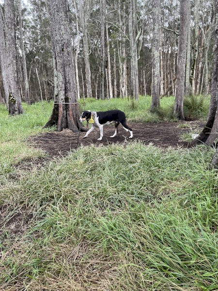 Young Tri Colour Border Collie Bitch