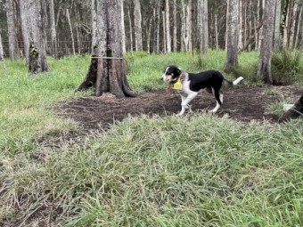 Young Tri Colour Border Collie Bitch