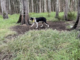 Young Tri Colour Border Collie Bitch