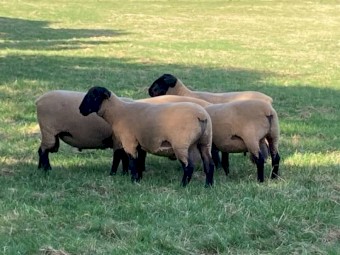 Pure bred Suffolk rams