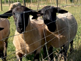 Pure bred Suffolk ram lambs 2022 drop
