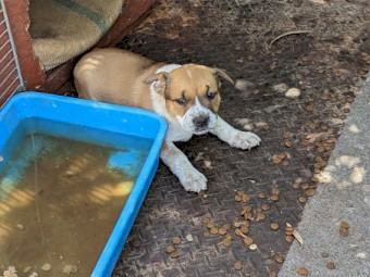 Staffy X Blue Heeler Pups