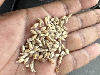 100mt BAR3 Feed Barley