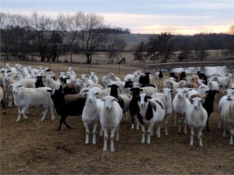 Dorper, Katahdin - Bred Ewes For Sale