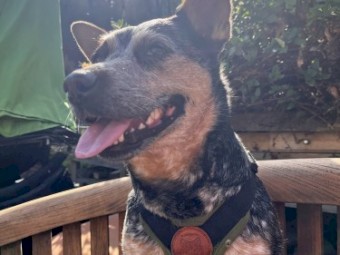 Beautiful Australian Cattle Dog for sale