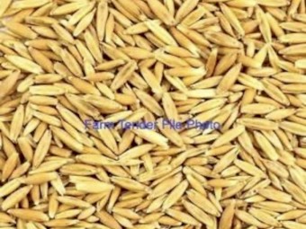 150-200mt Matika Oats