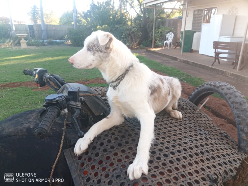 RED MERLE COLLIE MALE
