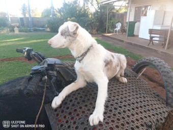 RED MERLE COLLIE MALE