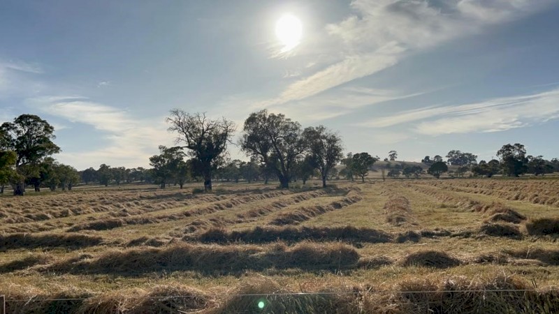 Late Season Meadow hay off iconic Barossan Thoroughbred Stud Farm. 