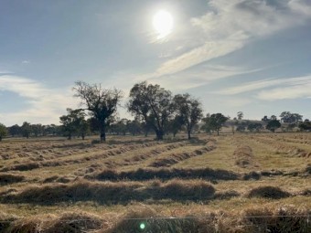Late Season Meadow hay off iconic Barossan Thoroughbred Stud Farm. 